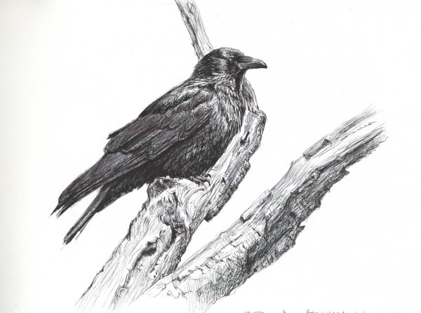 Вороны тушью