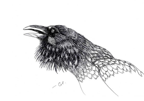 Птицы линером