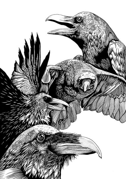 Птицы Графика