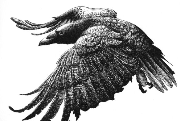Ворона гравюра