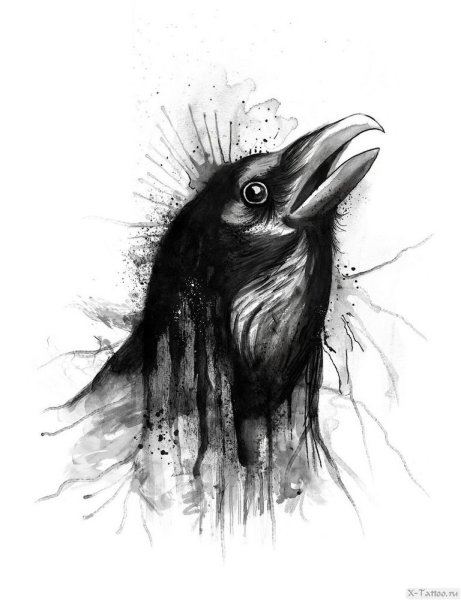 Ворон эскиз