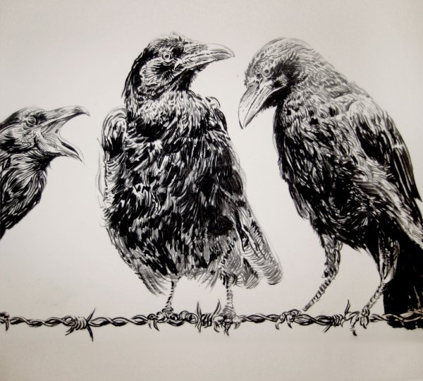 Вороны с разных ракурсов