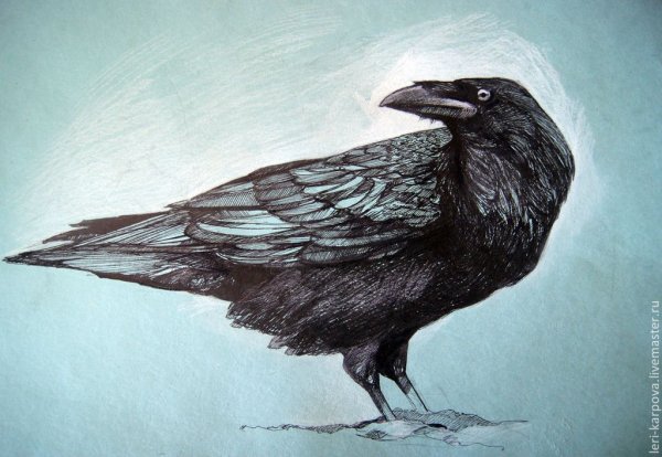 Ворон карандашом
