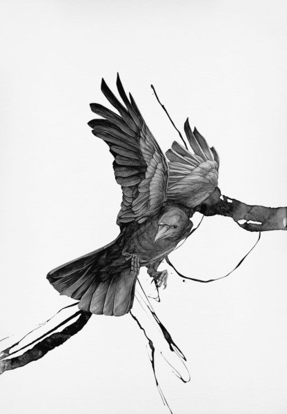 Ворон Графика