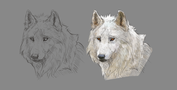 Шерсть карандашом