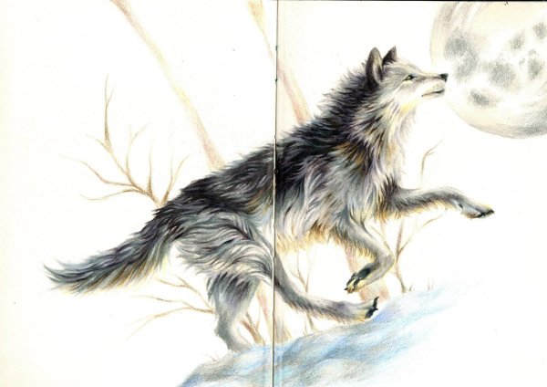 Туториал по рисованию шерсти