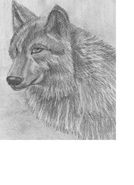 Шерсть карандашом