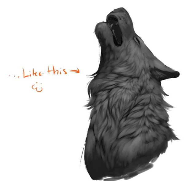 Зарисовки шерсти животных