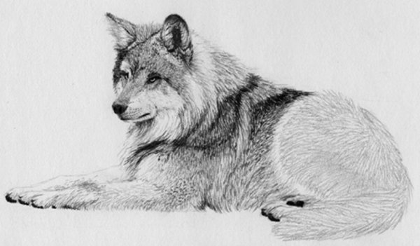 Фотошоп арты животные