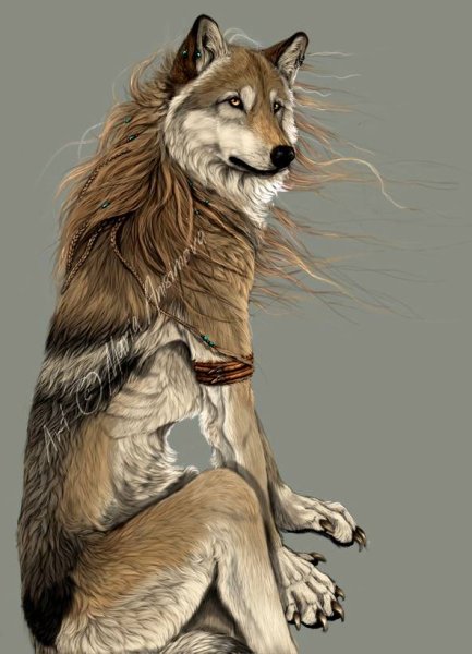 Направление шерсти у Волков