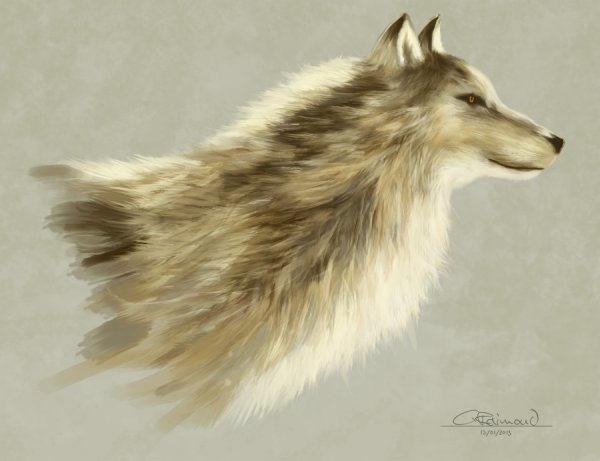 Зарисовка шерсти зверей