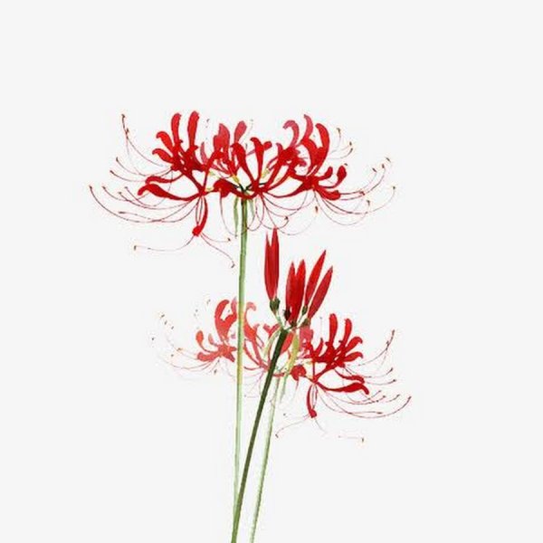 Ликорис Лучистый гуль