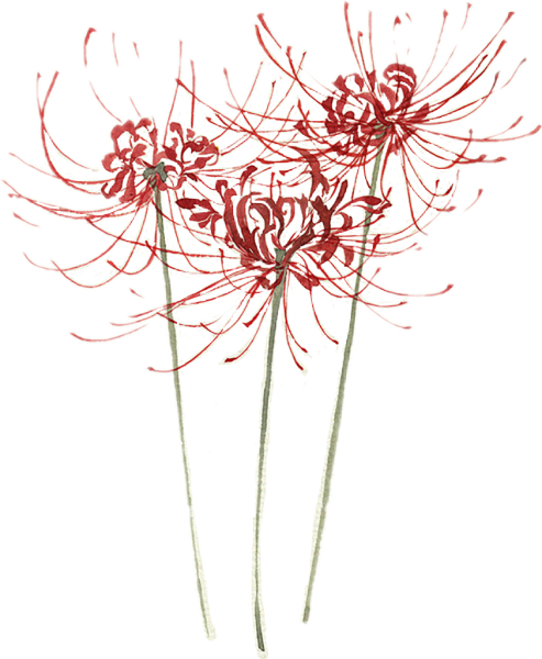 Ликорис Лучистый Токийский гуль