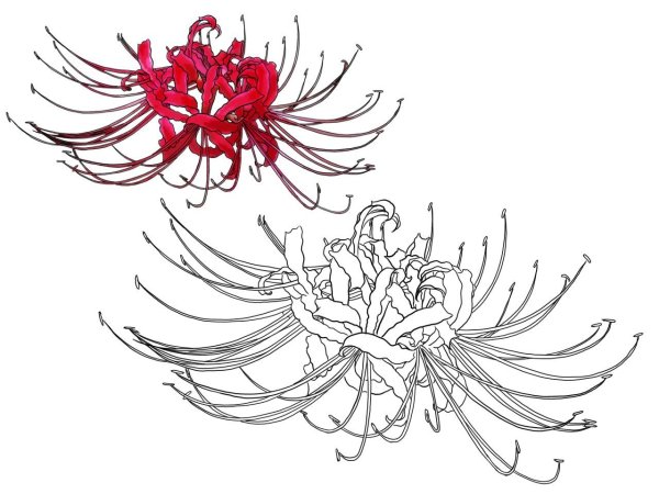 Ликорис цветок гуль