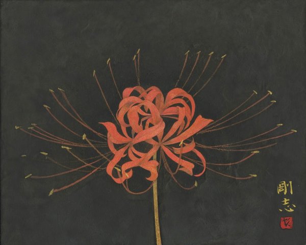 Хиганбана Паучья Лилия