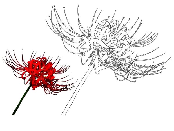 Хиганбана ликорис тату