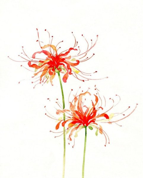 Хиганбана ликорис Art