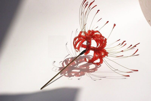 Кандзаси ликорис