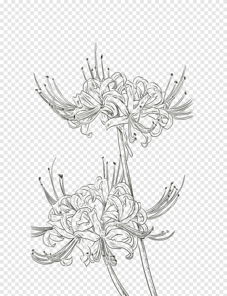 Хиганбана Паучья Лилия тату