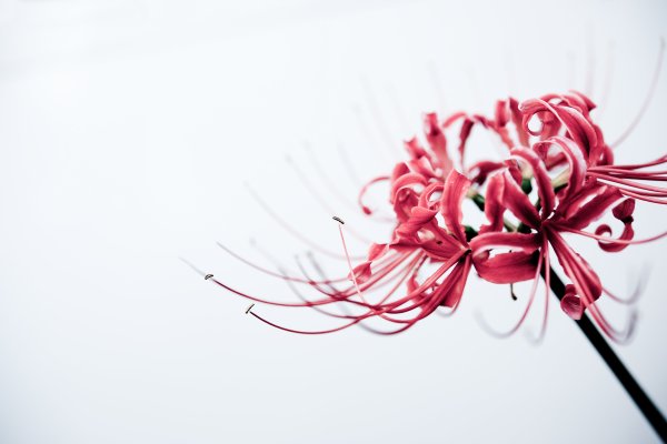 Токийский ликорис тату