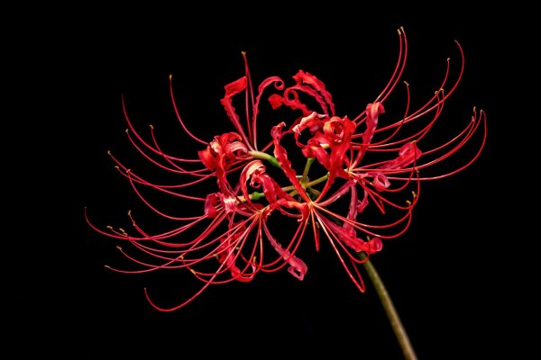 Ликорис Лучистый гуль