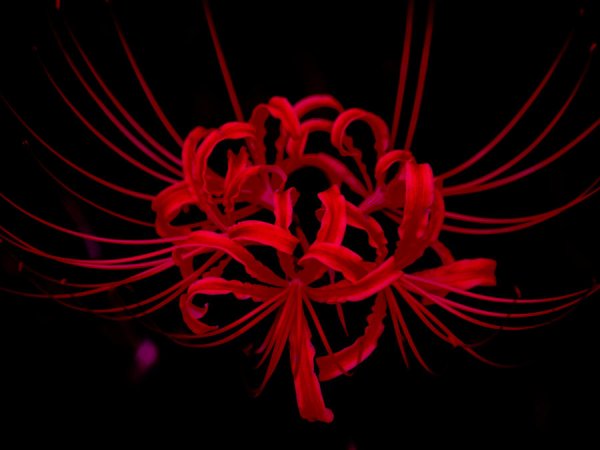 Хиганбана референс