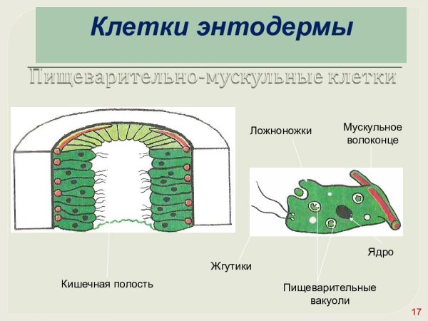 Пищеварительно-мускульные клетки функции
