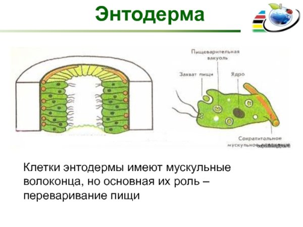 Клетки энтодермы кишечнополостных