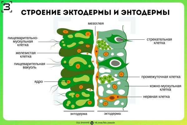 Строение эктодермы и энтодермы