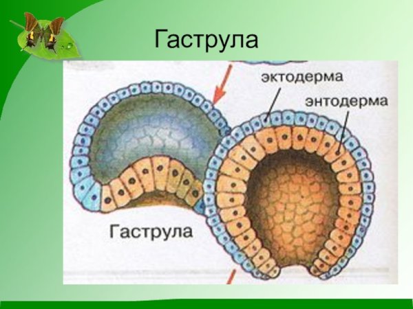 Строение ранней гаструлы