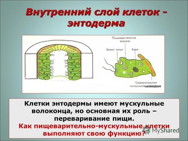 Строение энтодермы кишечнополостных