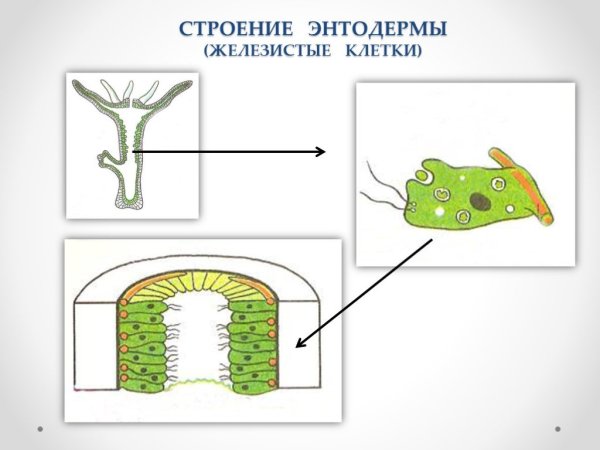 Тело гидры в разрезе рис 36