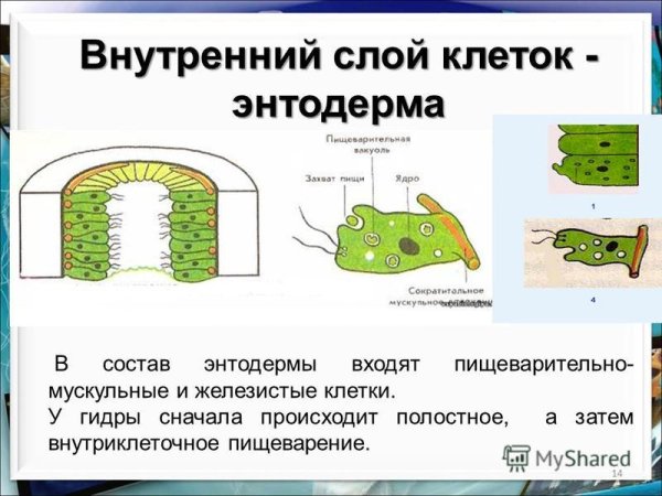 Строение железистой клетки гидры
