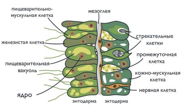 Гидра Пресноводная строение клетки