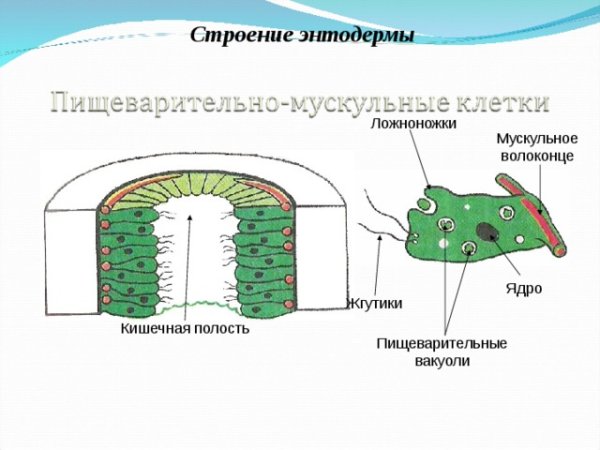 Гидра Пресноводная строение клетки