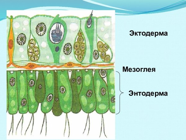 Строение эктодермы гидры