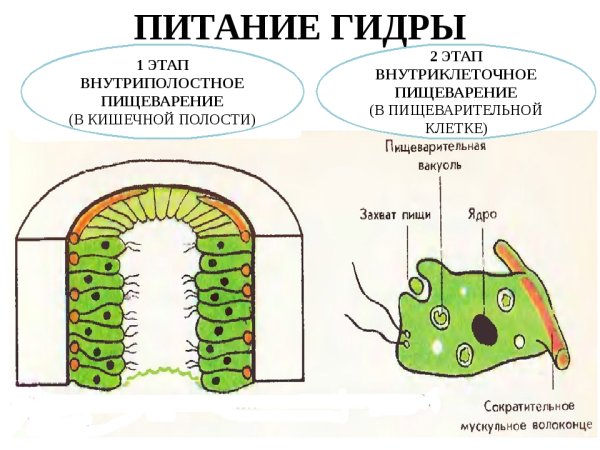 Внутренний слой энтодерма гидры
