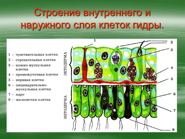 Строение кишечной полости гидры