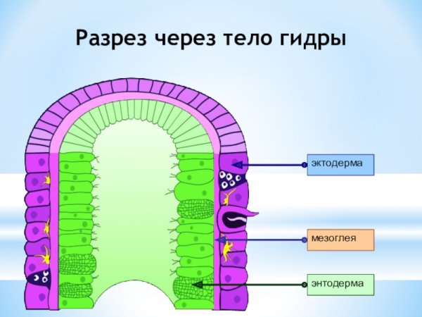Железистые клетки энтодермы рисунок