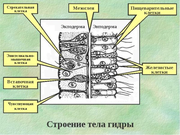 Гидра строение Экто и энтодермы