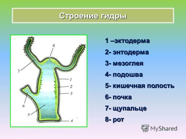 Клетки кишечнополостных