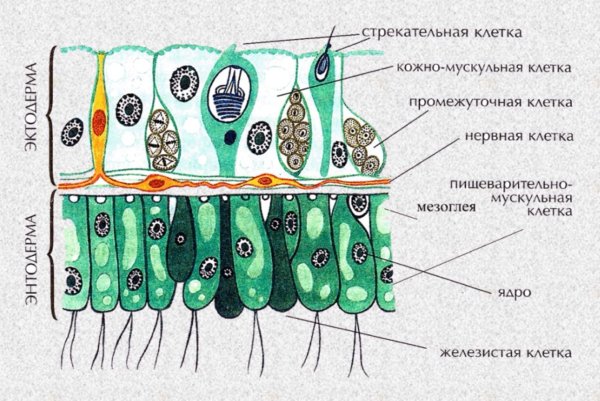 Клетки тела гидры эктодерма и энтодерма