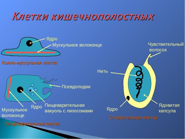 Строение экзодермы кишечнополостных