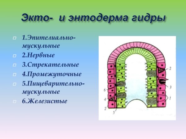 Пищеварительно мускульные клетки гидры