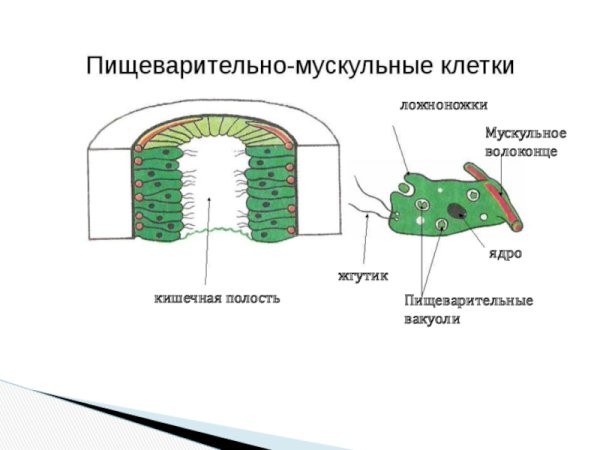 Кишечнополостные Пресноводная гидра строение