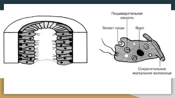 Интерстициальные клетки кишечнополостных