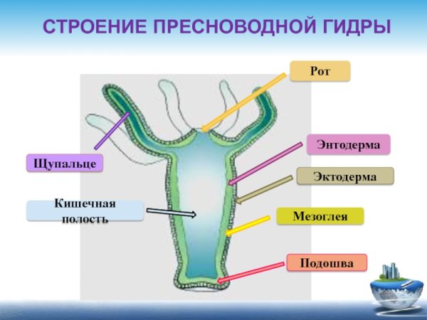 Эмбриогенез гаструла бластула