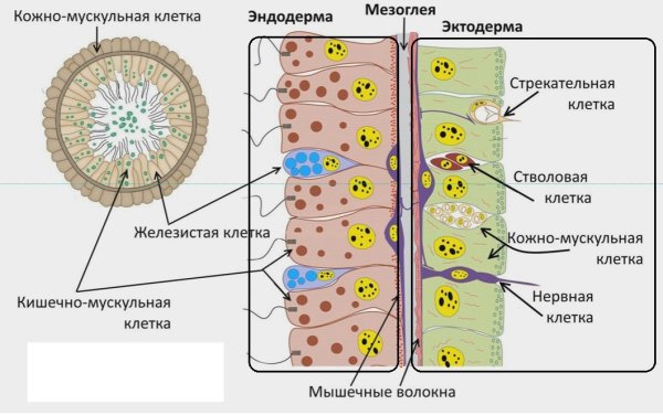 Строение эктодермы и энтодермы кишечнополостных