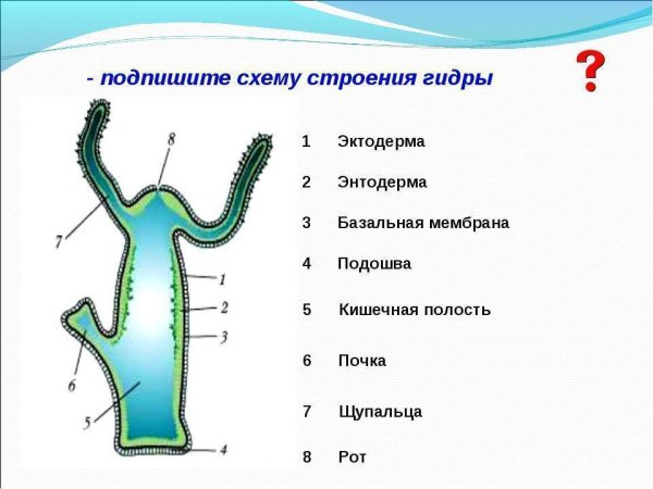 Гидра обыкновенная строение