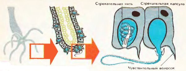 Строение гидры клетки строение функции